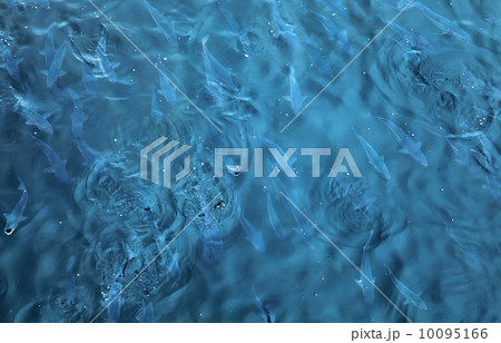 Flock of fish in sea water 10095166