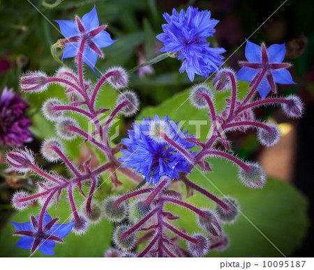 Blue Borage and cornflower flowers closeup photo background 10095187
