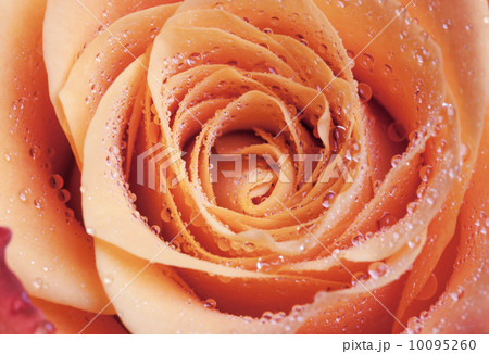 Red and orange rose flower close-up photo with shallow depth of field Red and orange rose flower close-up photo with shallow depth of field 10095260