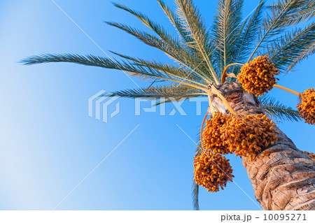 Date-palm tree above bright clear blue sky 10095271