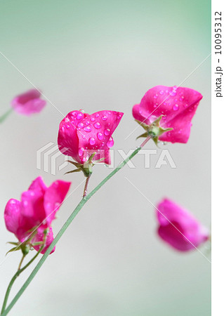 Pink sweet pea flowers (Lathyrus odoratus) above blurred green background 10095312