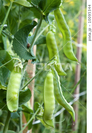 Green sweet young peas growing on the farm Green sweet young peas growing on the farm 10095344
