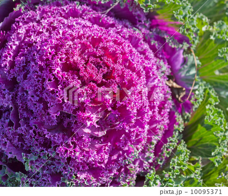 Decorative purple cabbage close-up photo. Selective focus 10095371
