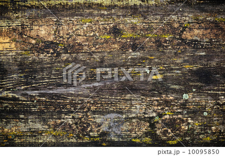 Grunge wet wooden surface background texture with cracked paint and lichen 10095850