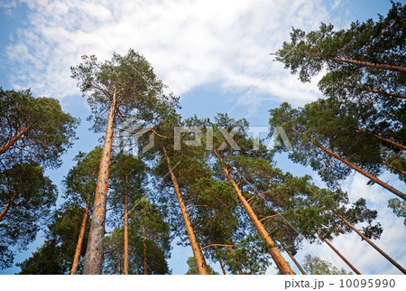 Looking up in the pine tree forest 10095990