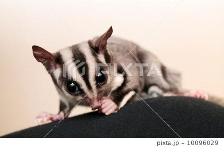 Eating sugar glider (Petaurus breviceps). Small, omnivorous, arboreal gliding possum Eating sugar glider (Petaurus breviceps). Small, omnivorous, arboreal gliding possum 10096029