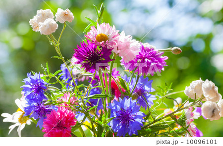 Colorful summer wild flowers bouquet in the sunshine 10096101