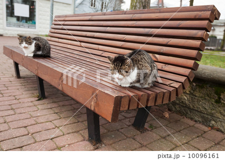 Two street cats sit on the wooden bench in park 10096161