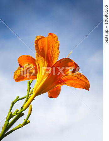 Large red lily flower above blue sky in the sunlight Large red lily flower above blue sky in the sunlight 10096165
