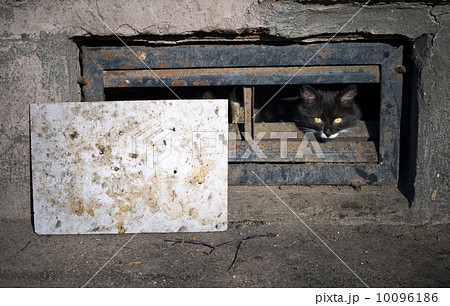 Black street cat in the the basement window 10096186