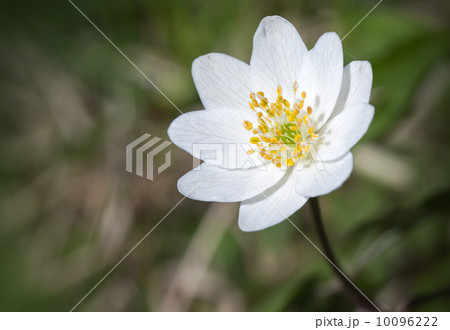 Single white flower closeup photo Single white flower closeup photo 10096222