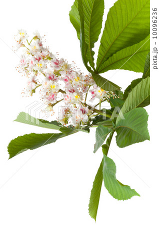 Chestnut flower with leaves isolated on white 10096236