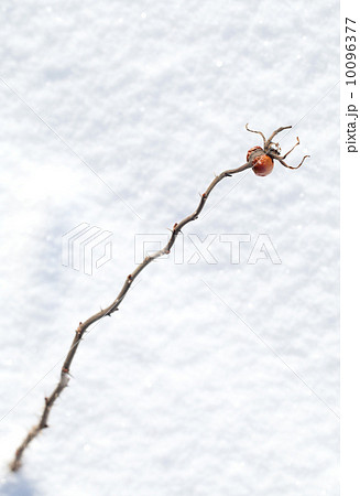 Frozen red rosehip berry on dry branch if front of snowbound Frozen red rosehip berry on dry branch if front of snowbound 10096377