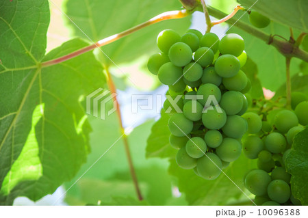 Bunch of fresh green grapes 10096388
