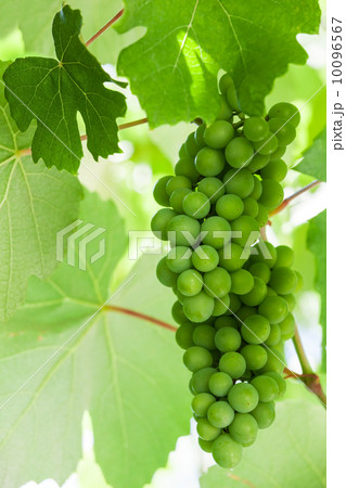 Bunch of green grapes hanging on a branch 10096567