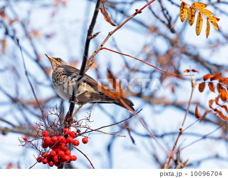 The Fieldfare (Turdus pilaris) with red berry 10096704