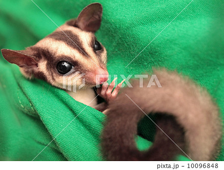 The sugar glider (Petaurus breviceps) on green fabric. Small, omnivorous, arboreal gliding possum The sugar glider (Petaurus breviceps) on green fabric. Small, omnivorous, arboreal gliding possum 10096848