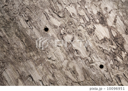 Old wooden trunk surface with bark beetle holes. Background macr Old wooden trunk surface with bark beetle holes. Background macr 10096951