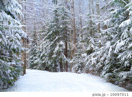 Nature background, beautiful snowy road in cold winter forest 10097011