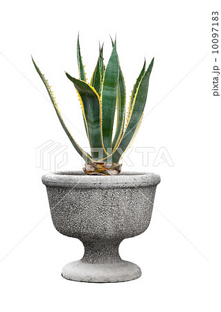 Small green decorative tree growing in a pod isolated on white 10097183