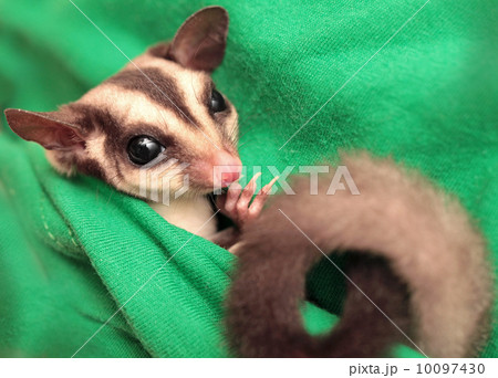 The sugar glider (Petaurus breviceps) on green fabric. Small, om The sugar glider (Petaurus breviceps) on green fabric. Small, om 10097430