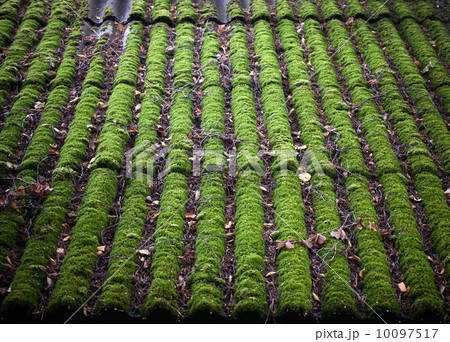 Bright green of mossy roof 10097517