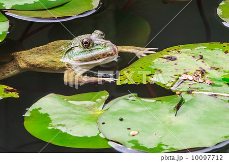 Common Toad Swimming in Nature Environment, Closeup 10097712