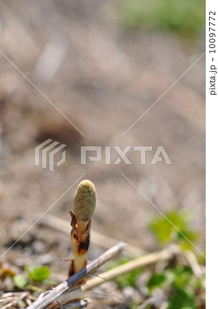 にょっき にょっき 10097772