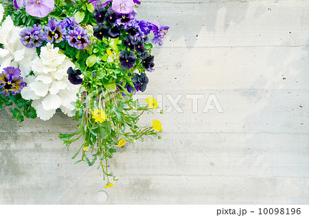 春の寄せ植え 10098196