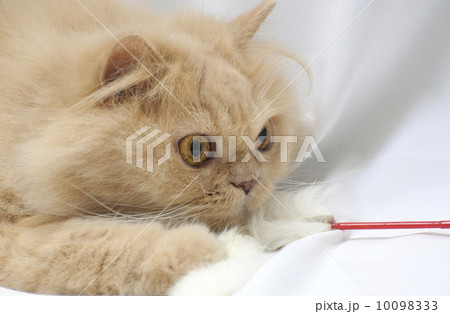 Playing persian cat 10098333