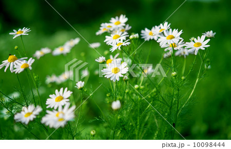 daisy growing daisy growing 10098444