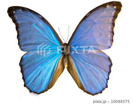 Beautiful Butterfly isolated 10098575
