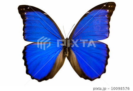 Beautiful Butterfly isolated 10098576