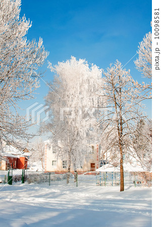 Trees with snow in winter park 10098581