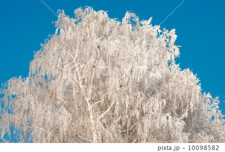 Frosty tree and blue clear sky 10098582