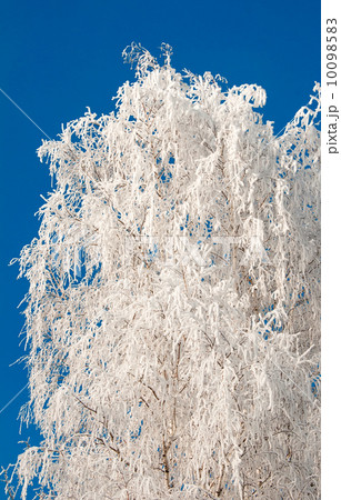 Frosty tree and blue clear sky 10098583