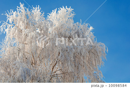 Frosty tree and blue clear sky 10098584