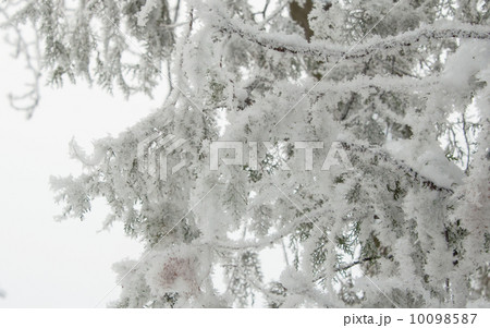 Trees with snow in winter park 10098587