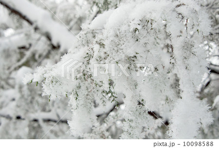 Trees with snow in winter park 10098588