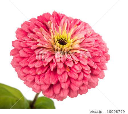 Isolated Zinnia Flower Isolated Zinnia Flower 10098799
