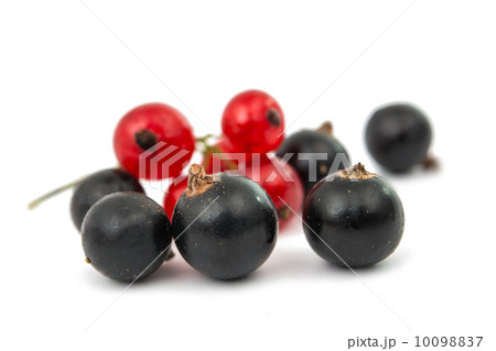 black and red currant isolated black and red currant isolated 10098837