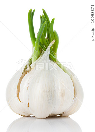 garlic 10098871
