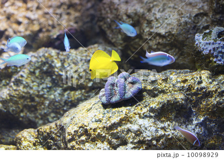 キイロハギとデバスズメダイ 10098929