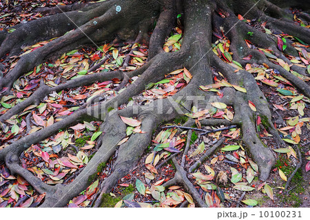 根に落ち葉 10100231
