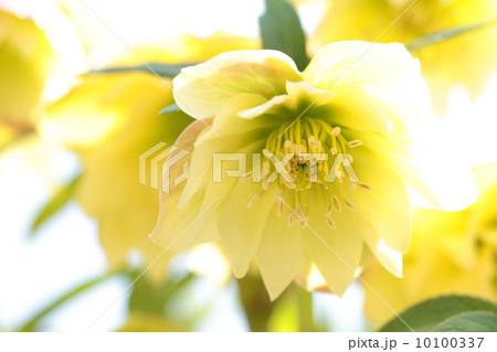 クリスマスローズ・ライムイエロー クリスマスローズ・ライムイエロー 10100337