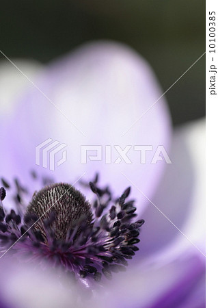 春を告げるアネモネ 10100385