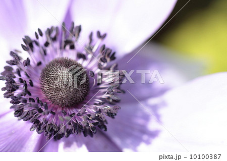 春を告げるアネモネ 10100387