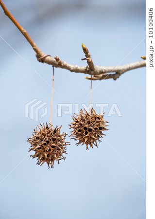 アメリカフウの実 アメリカフウの実 10100406