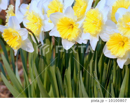 ラッパスイセン（白＆黄） 10100807