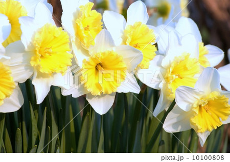 ラッパスイセン（白＆黄）のアップ 10100808